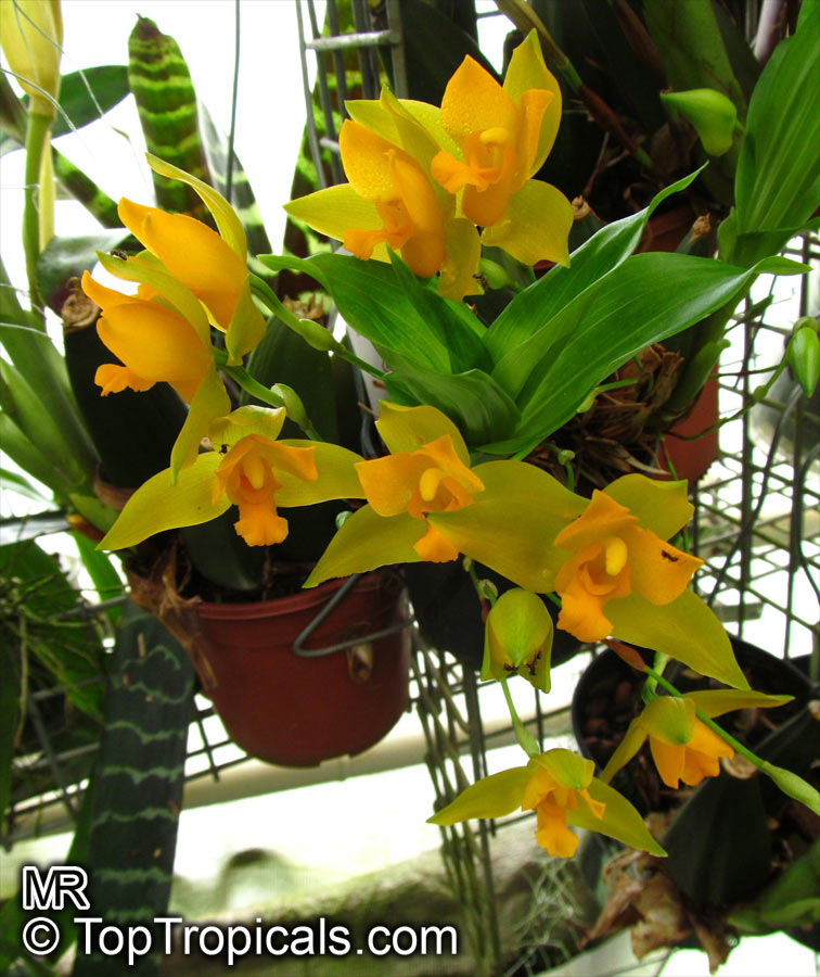 Lycaste sp lycaste