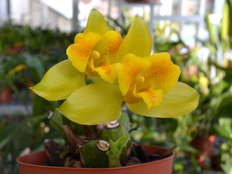 Lycaste mattogrossensis syn macrobulbon