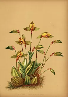 Sweet scented lycaste orchid lycaste aromatica available as framed prints photos wall art and photo gifts