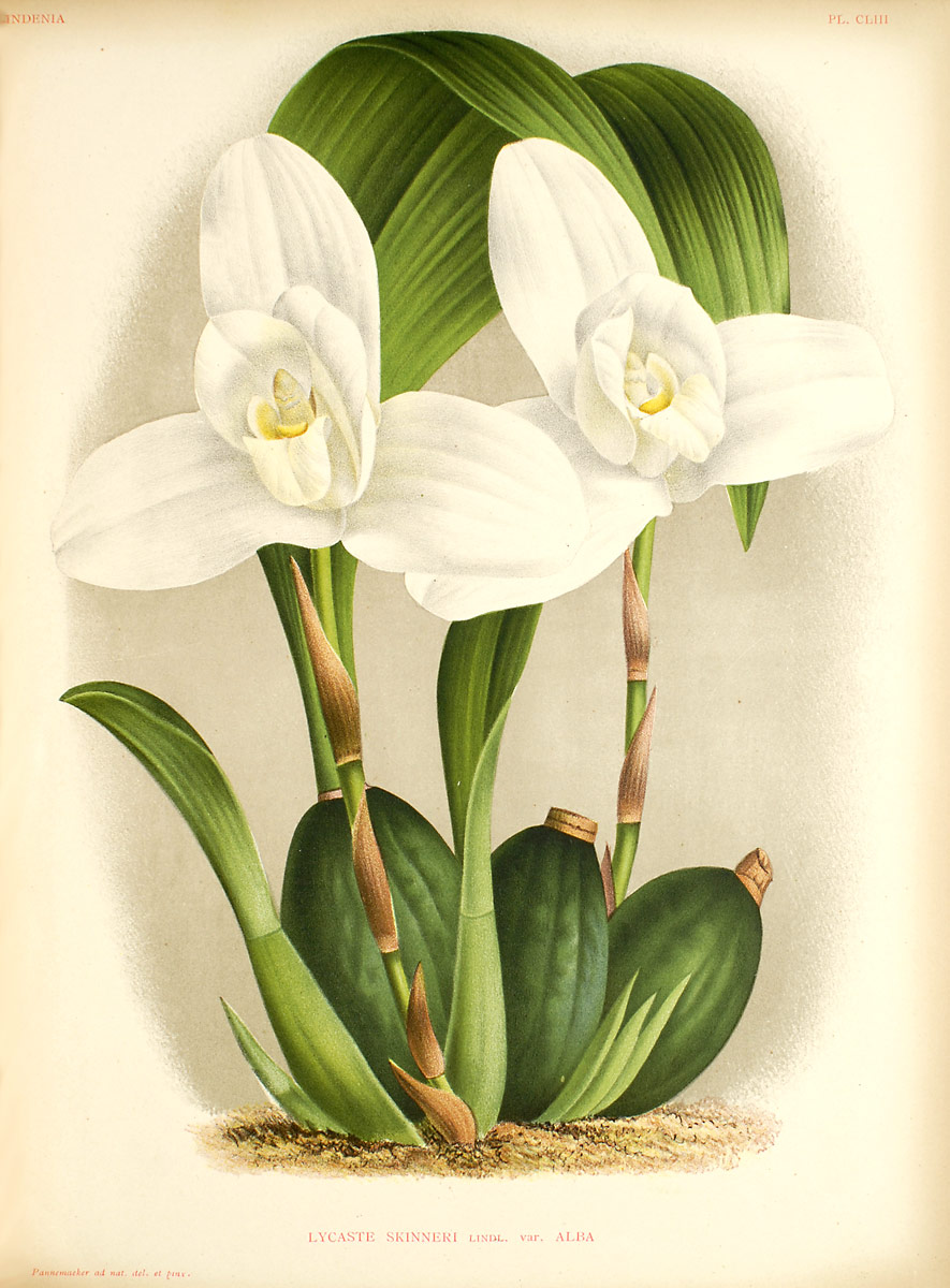 Lycaste wiki