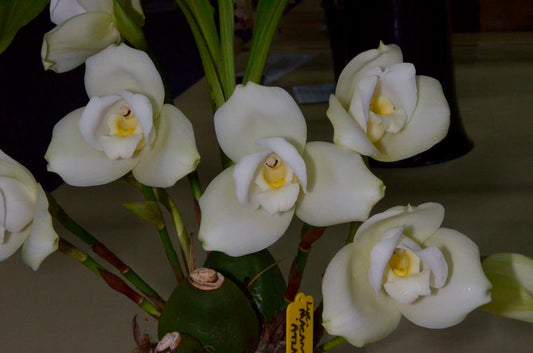 Lycaste â the orchid patio