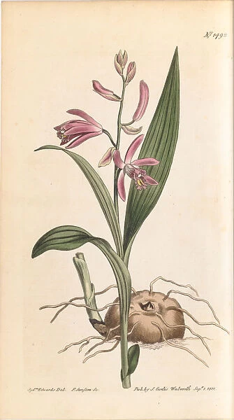 Bletilla striata hyacinth orchid for sale as framed prints photos wall art and photo gifts