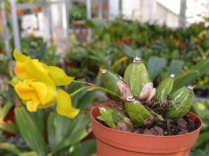 Lycaste mattogrossensis syn macrobulbon
