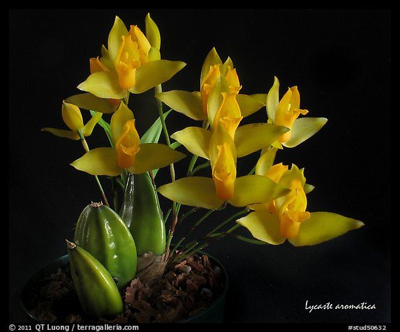 Picturephoto lycaste aromatica a species orchid beautiful orchids orchid plants exotic orchids