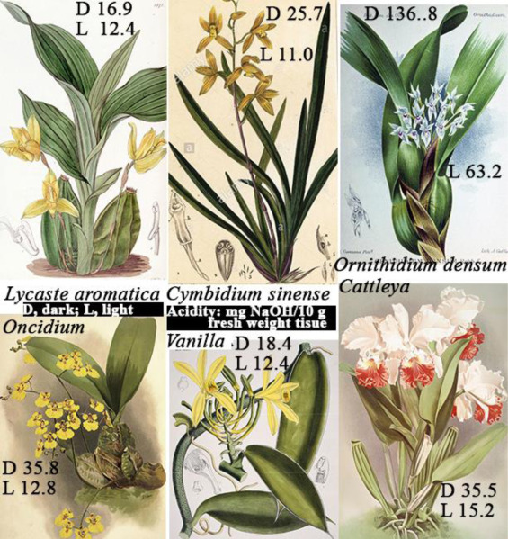 Orchids