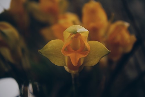 Lycaste orchid lycaste flower leaf care uses