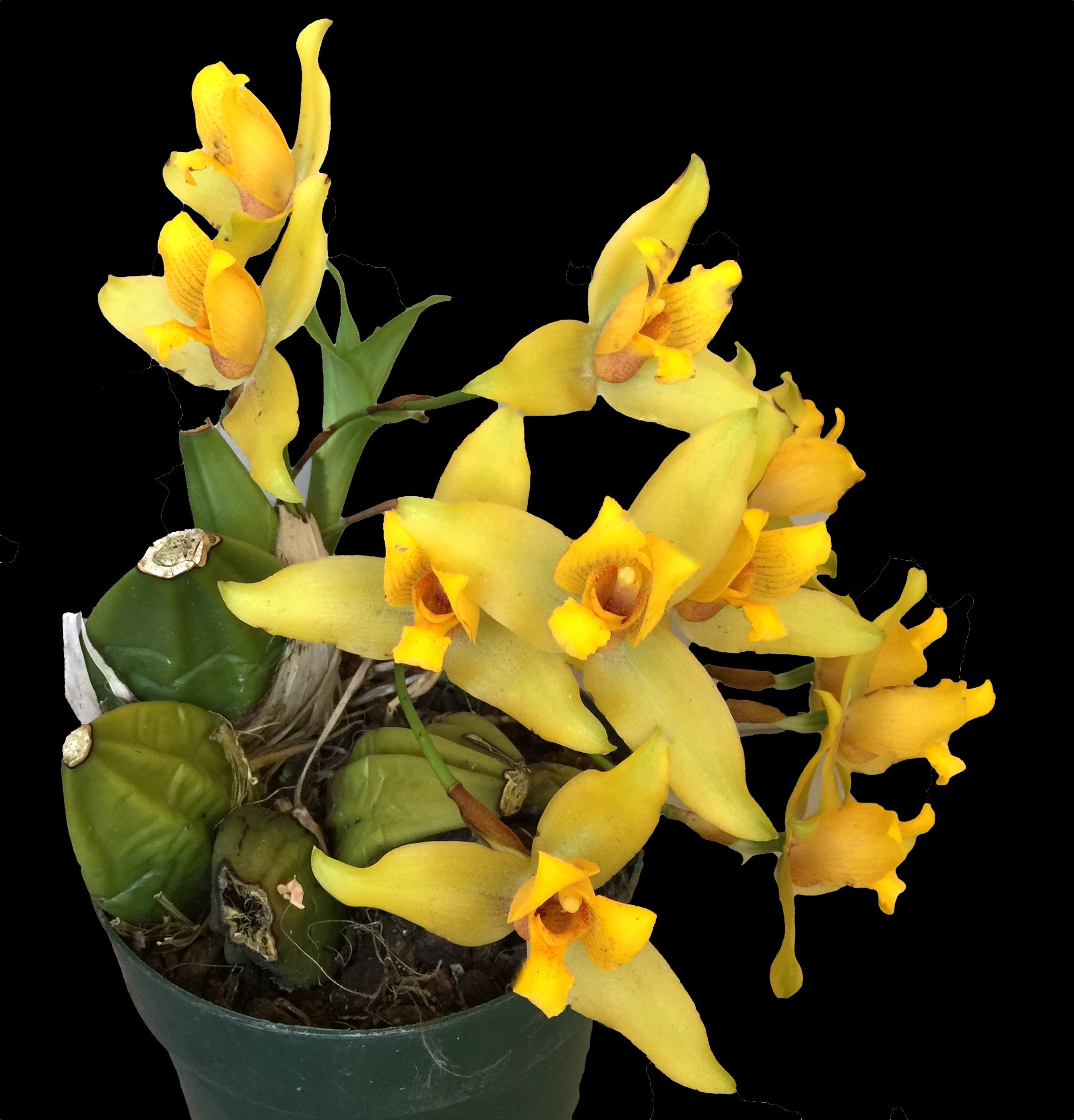 Orchid insanity lycaste nobuo cinnamon fragrance unmon orchid easy to grow not in