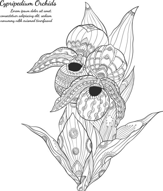 White lady slipper stock illustrations royalty