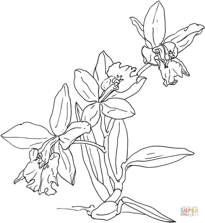 Orchid coloring pages