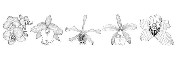 Orchid garden stock illustrations royalty