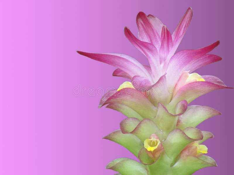 Flower aromatica stock photos