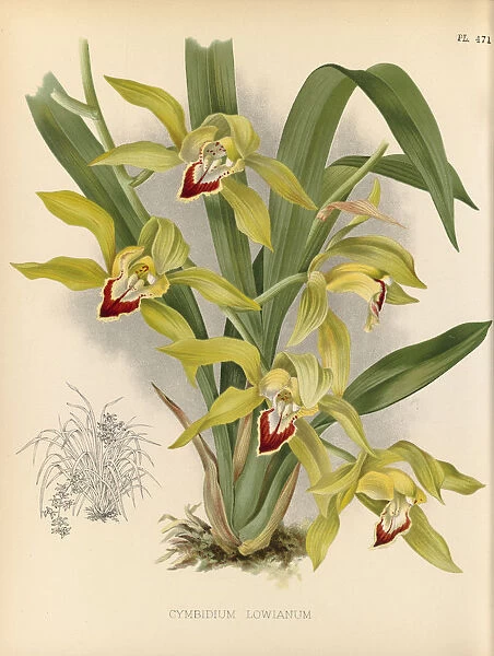 Cymbidium lowianum