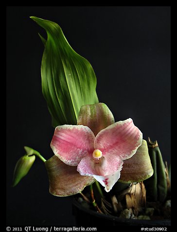 Picturephoto lycaste brevispatha a species orchid
