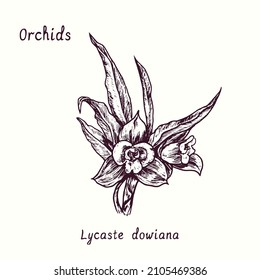 Lycaste orchid images stock photos d objects vectors