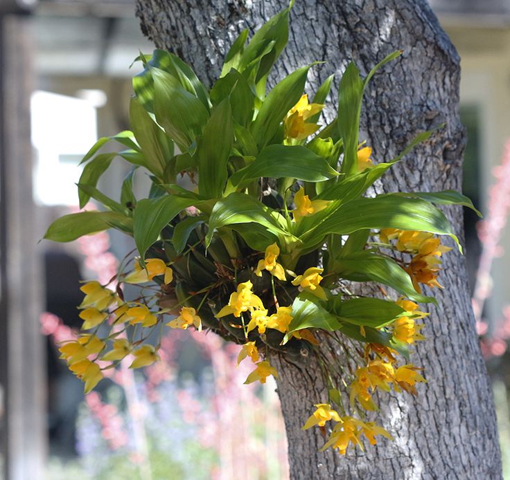 Lycaste aromatica in planting succulents plants orchids
