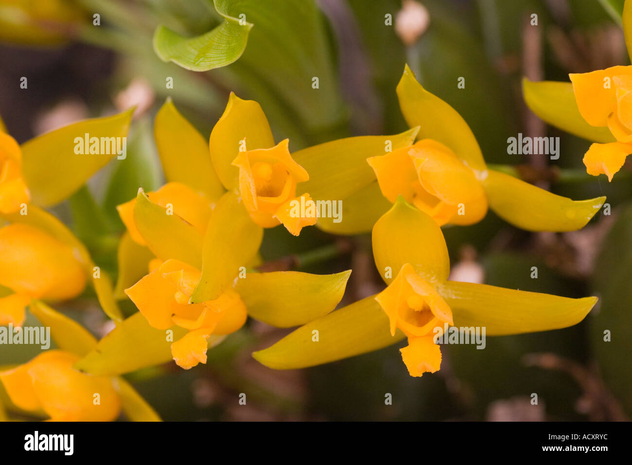 Lycaste aromatica orchid hi