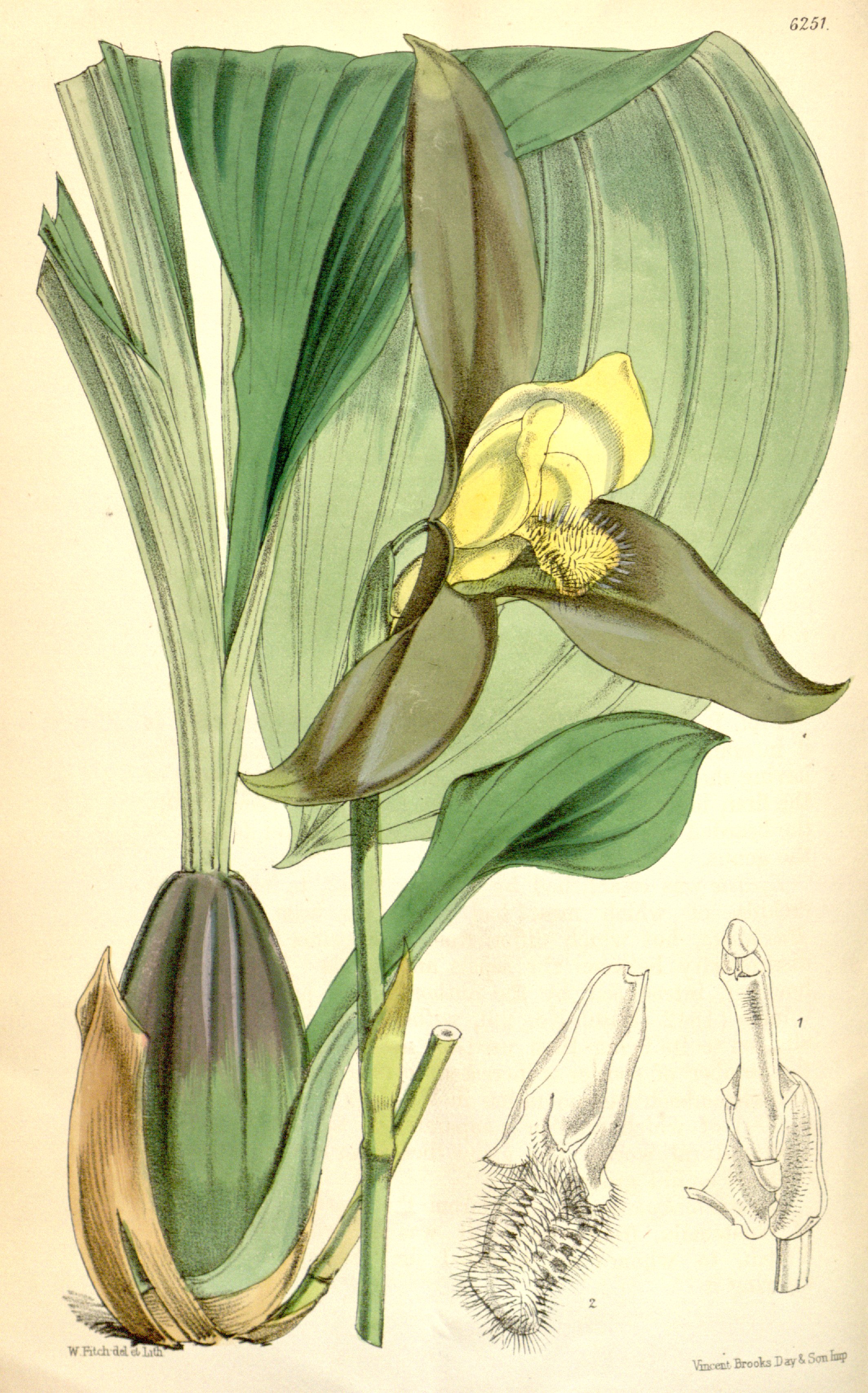 Lycaste lasioglossa