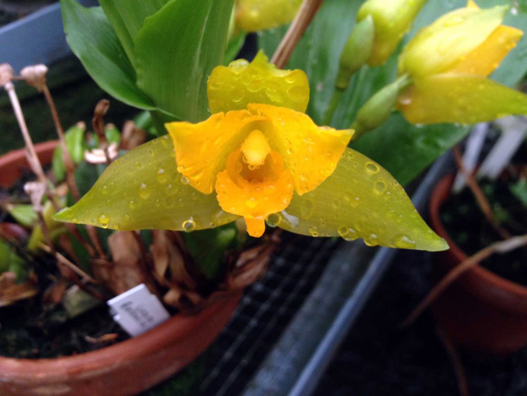Orquãdea lycaste dowiana