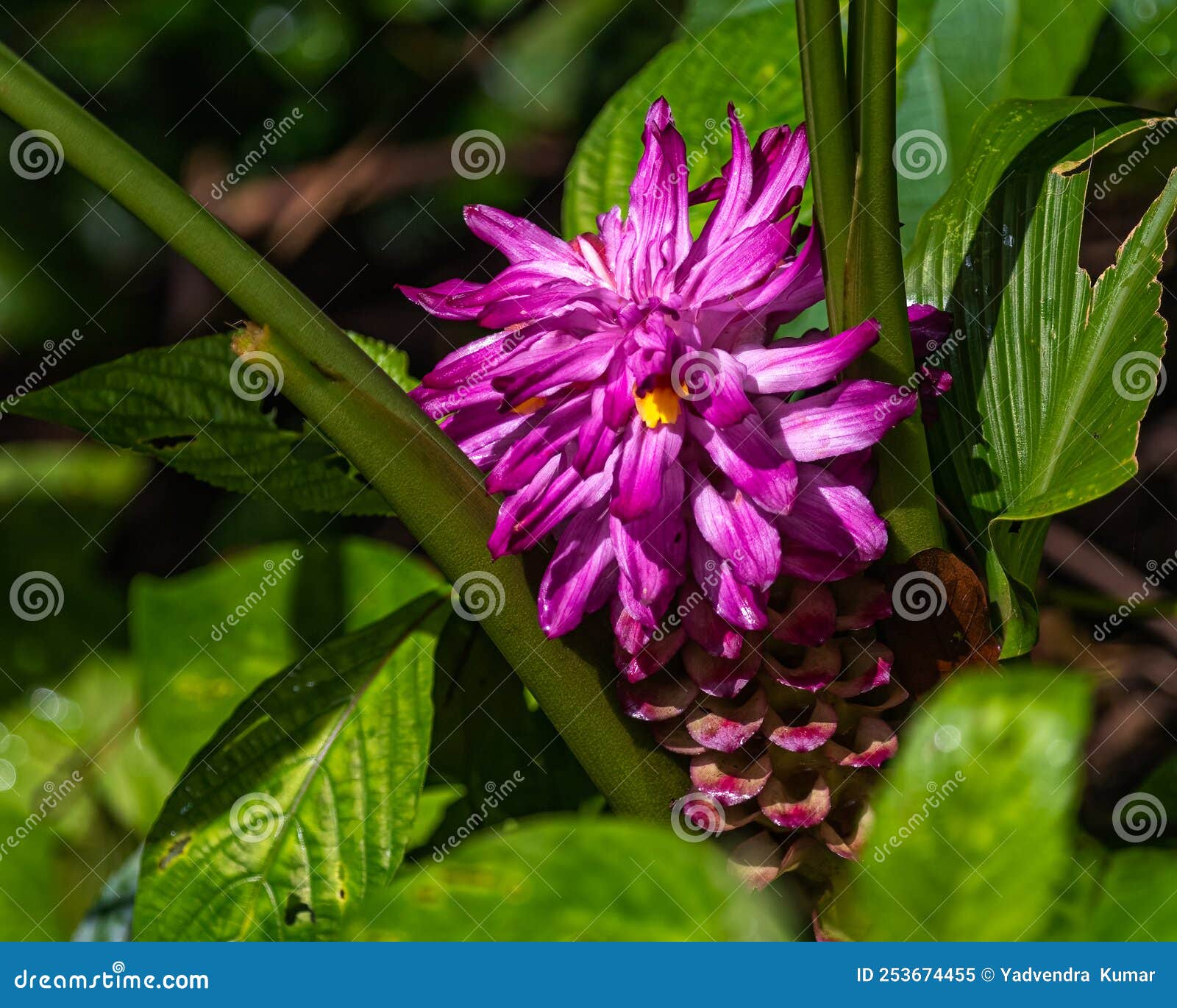 Flower aromatica stock photos