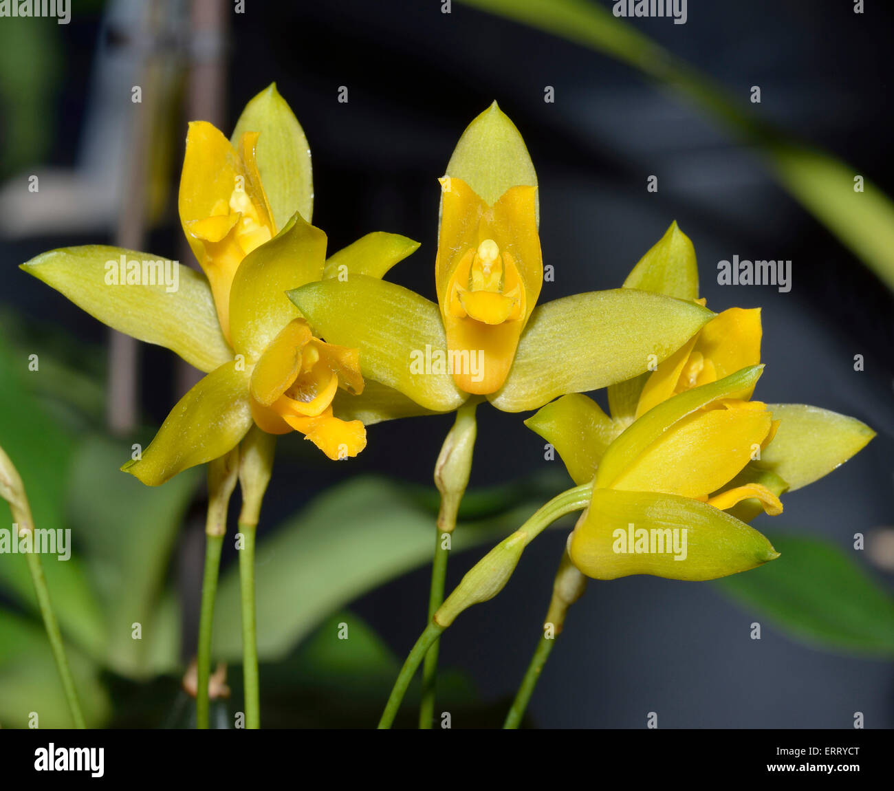 Lycaste aromatica orchid hi