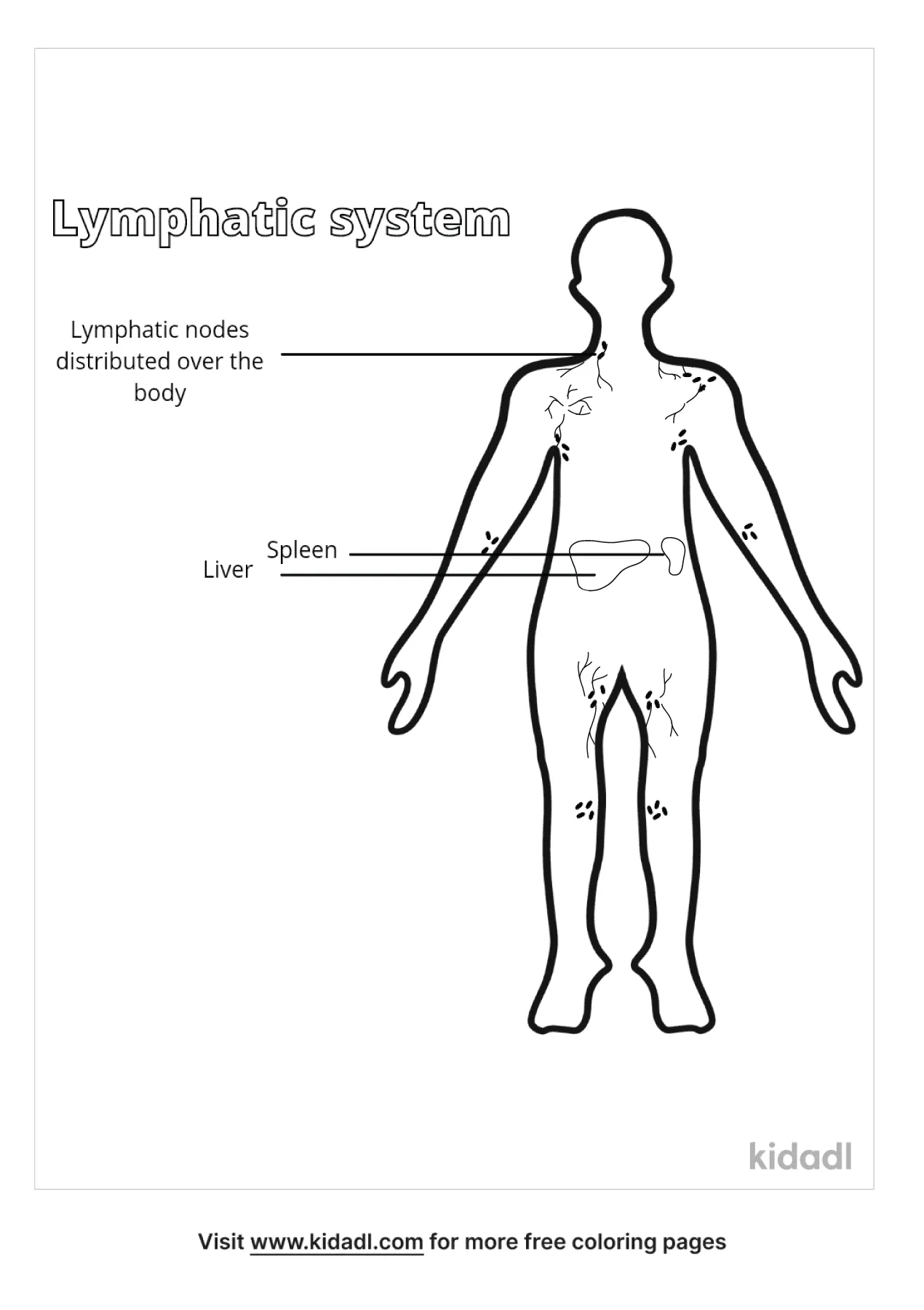 Free lymphatic system coloring page coloring page printables