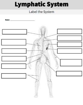 Lymphatic system diagram worksheet and handout human body systems