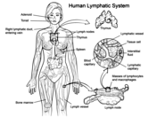 Lymphatic system worksheet coloring page free printable coloring pages
