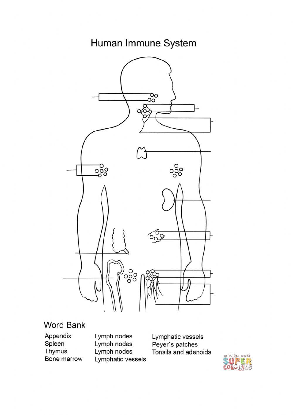 Lymphatic system anatomy online exercise for live worksheets