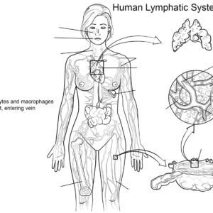 Anatomy coloring pages printable for free download