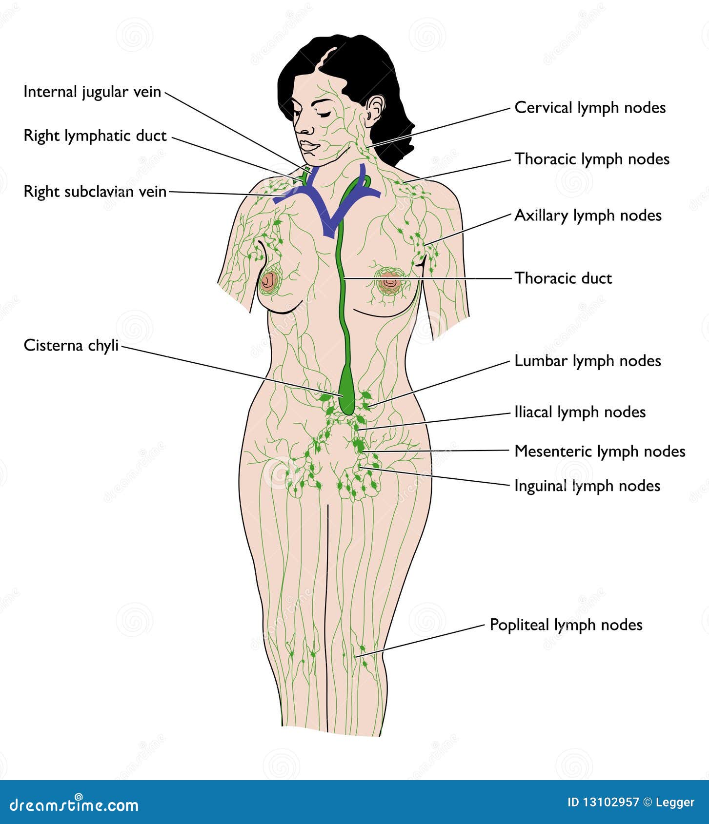 Nodes cisterna stock illustrations â nodes cisterna stock illustrations vectors clipart