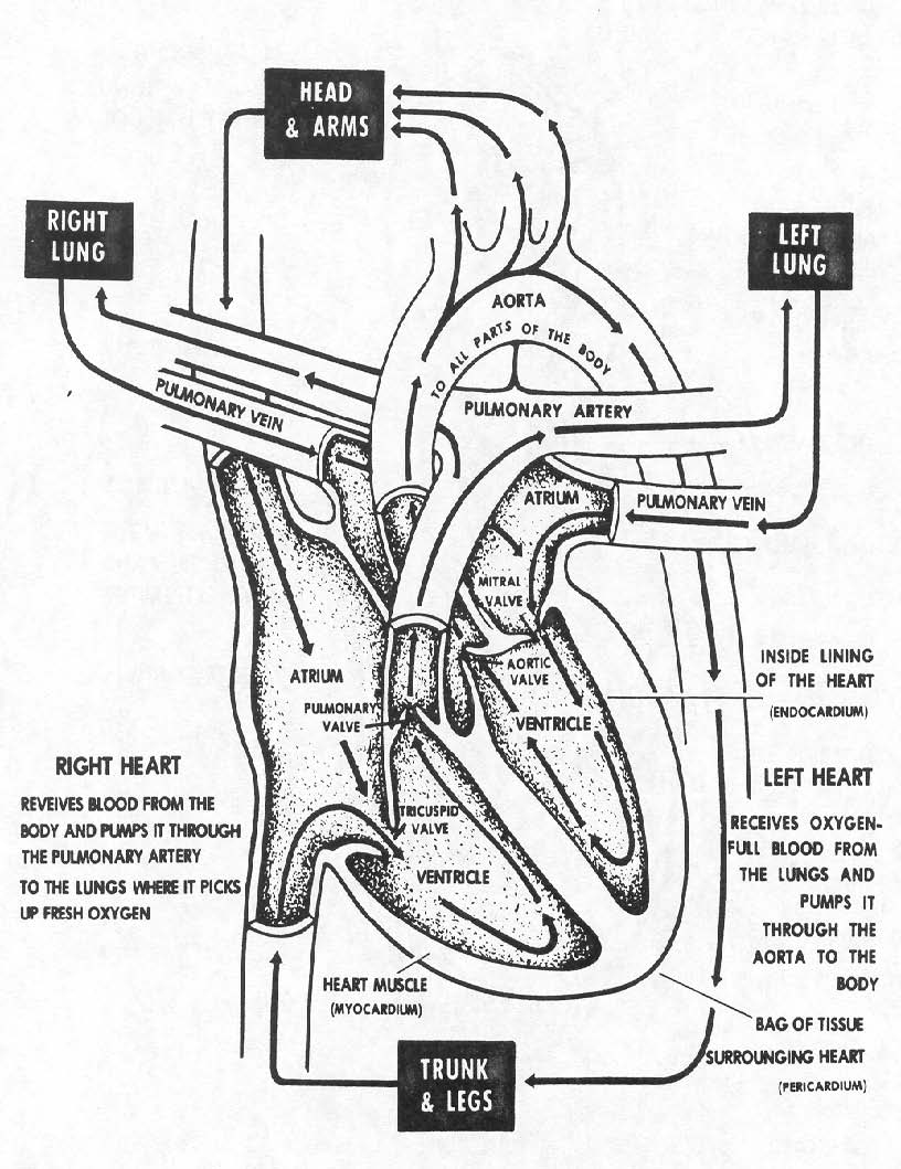 Images cardiovascular and lymphatic systems
