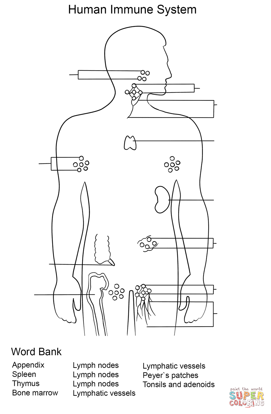 Immune system worksheet coloring page free printable coloring pages