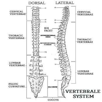Human body organs anatomy and physiology system labeling coloring pages bundle made by teachers