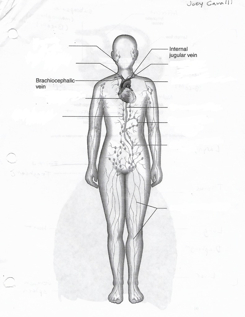 Lymphatic digram diagram