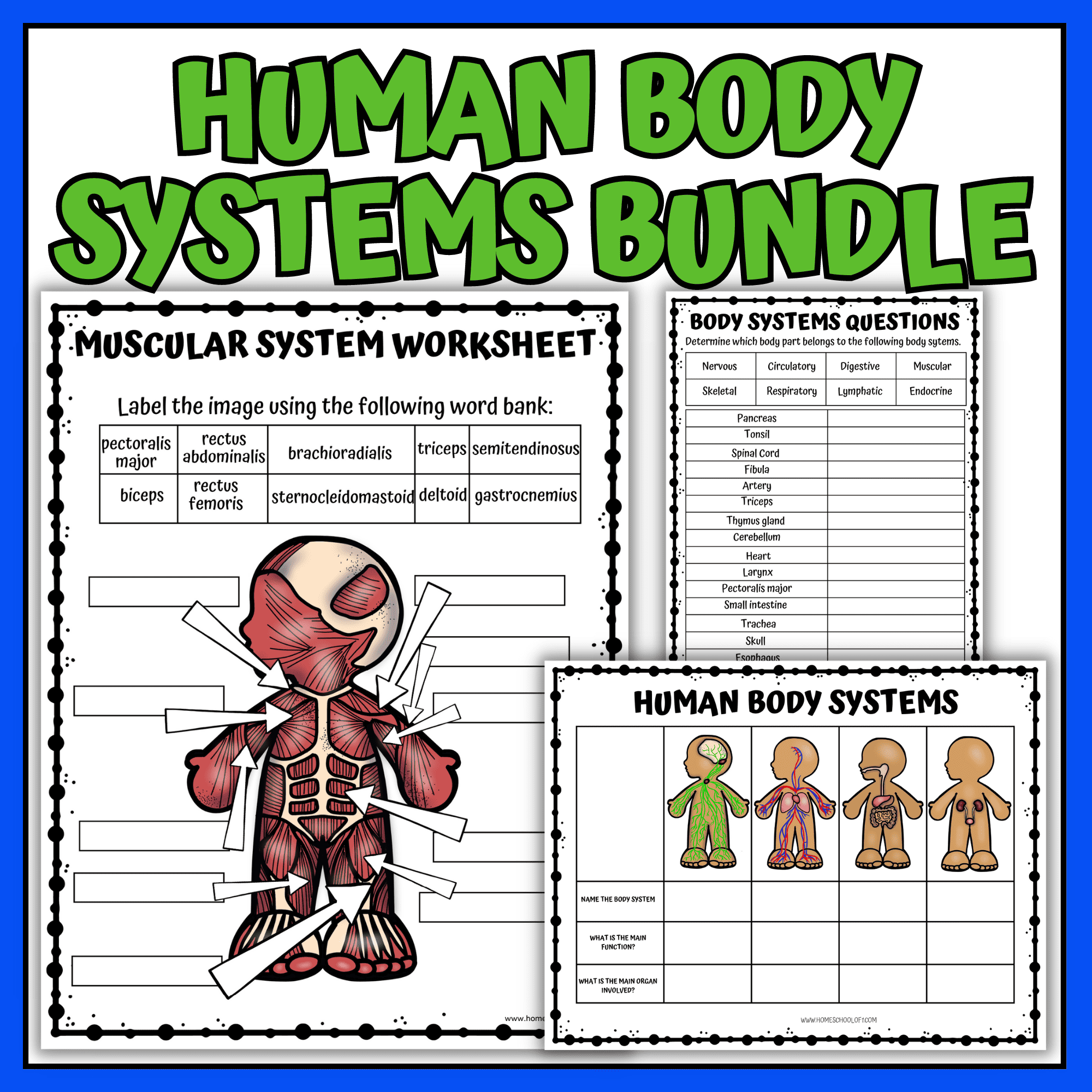 Human body systems bundle color
