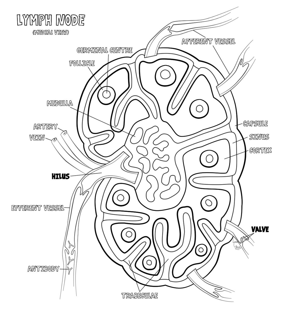 Lymph node â monsters and molecules