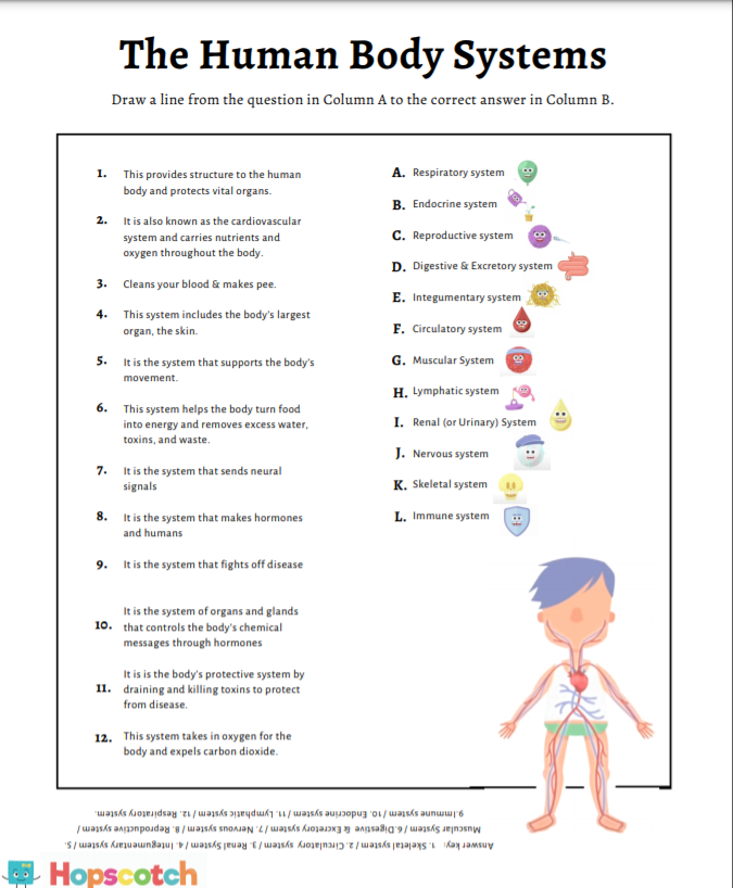 Body systems worksheet â hopscotch