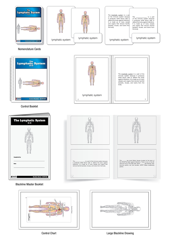 Montessori materials the lymphatic system nomenclature cards