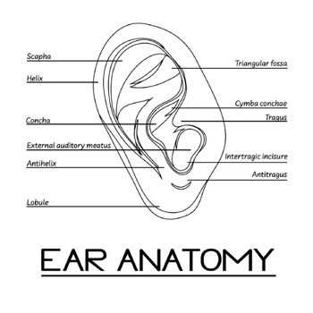 Human body organs anatomy and physiology system labeling coloring pages bundle made by teachers