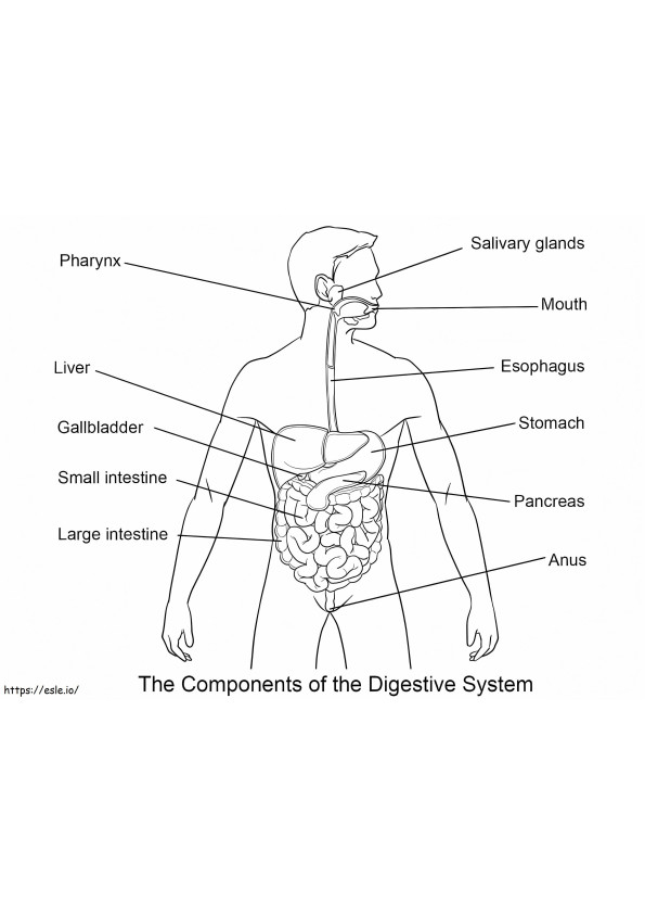 Anatomy coloring pages