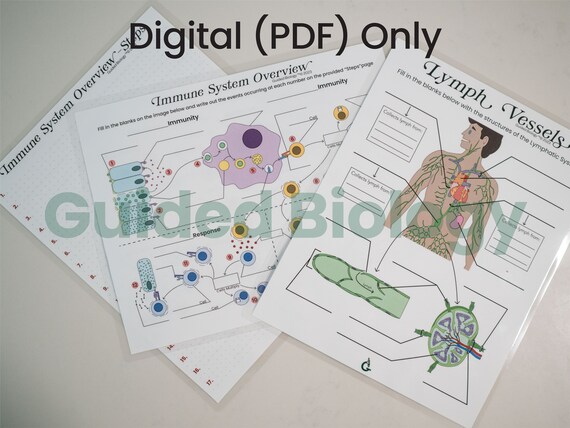 Digital rote immunity and lymphatic anatomy worksheets answer keys included set of