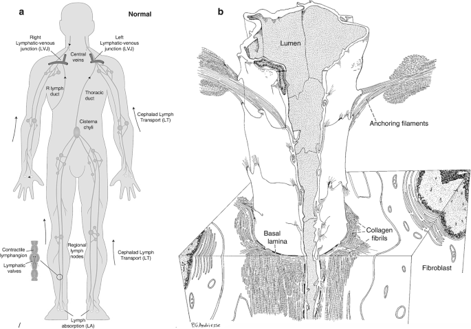 Lymphatic system biology pathobiology and relation to cancer metastasis