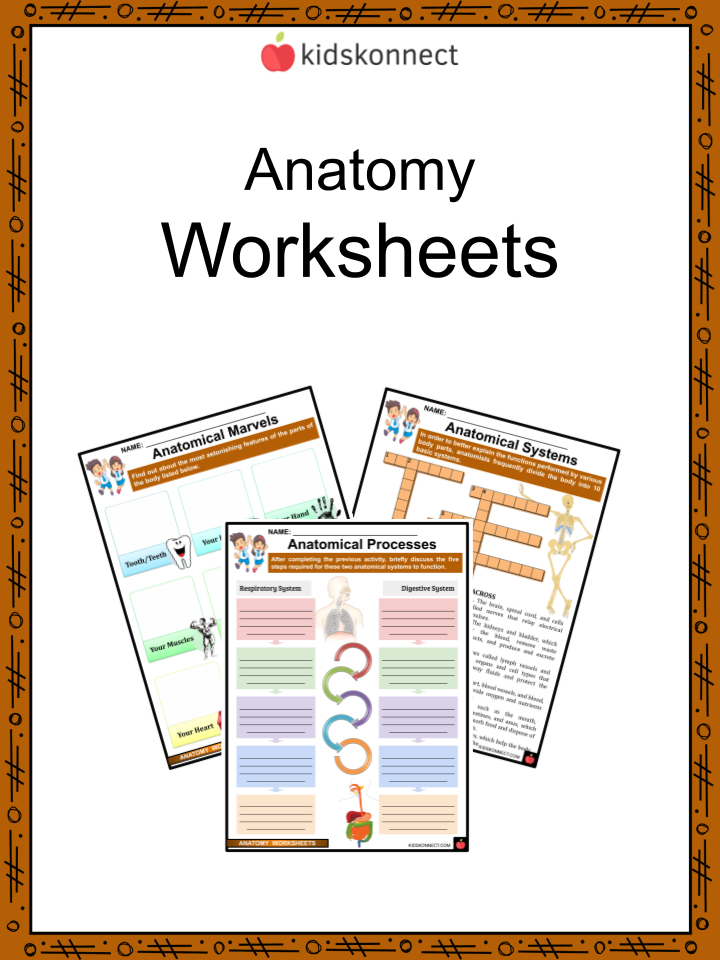 Anatomy worksheets early understanding development
