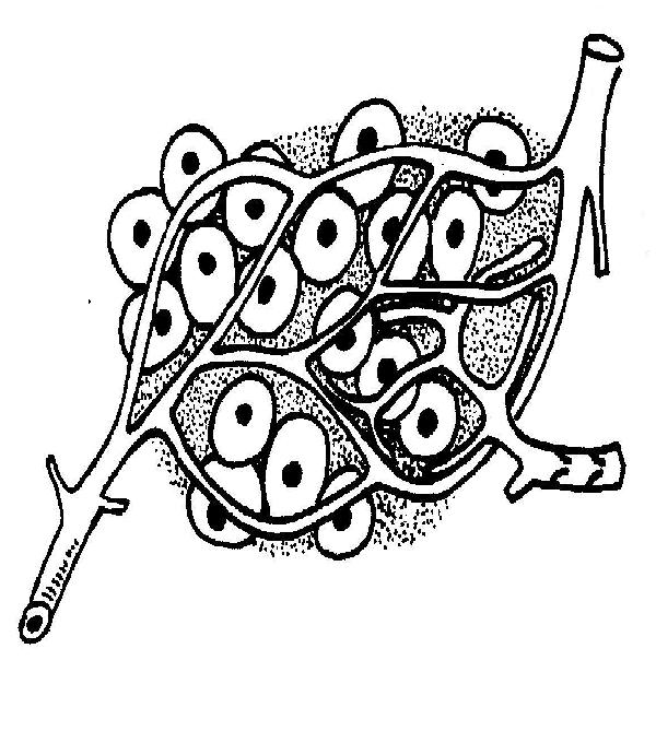 The anatomy and physiology of animalslymphatic system worksheet