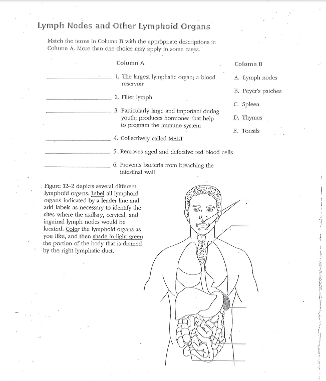 Solved lymph nodes and other lymphoid organs match the terms