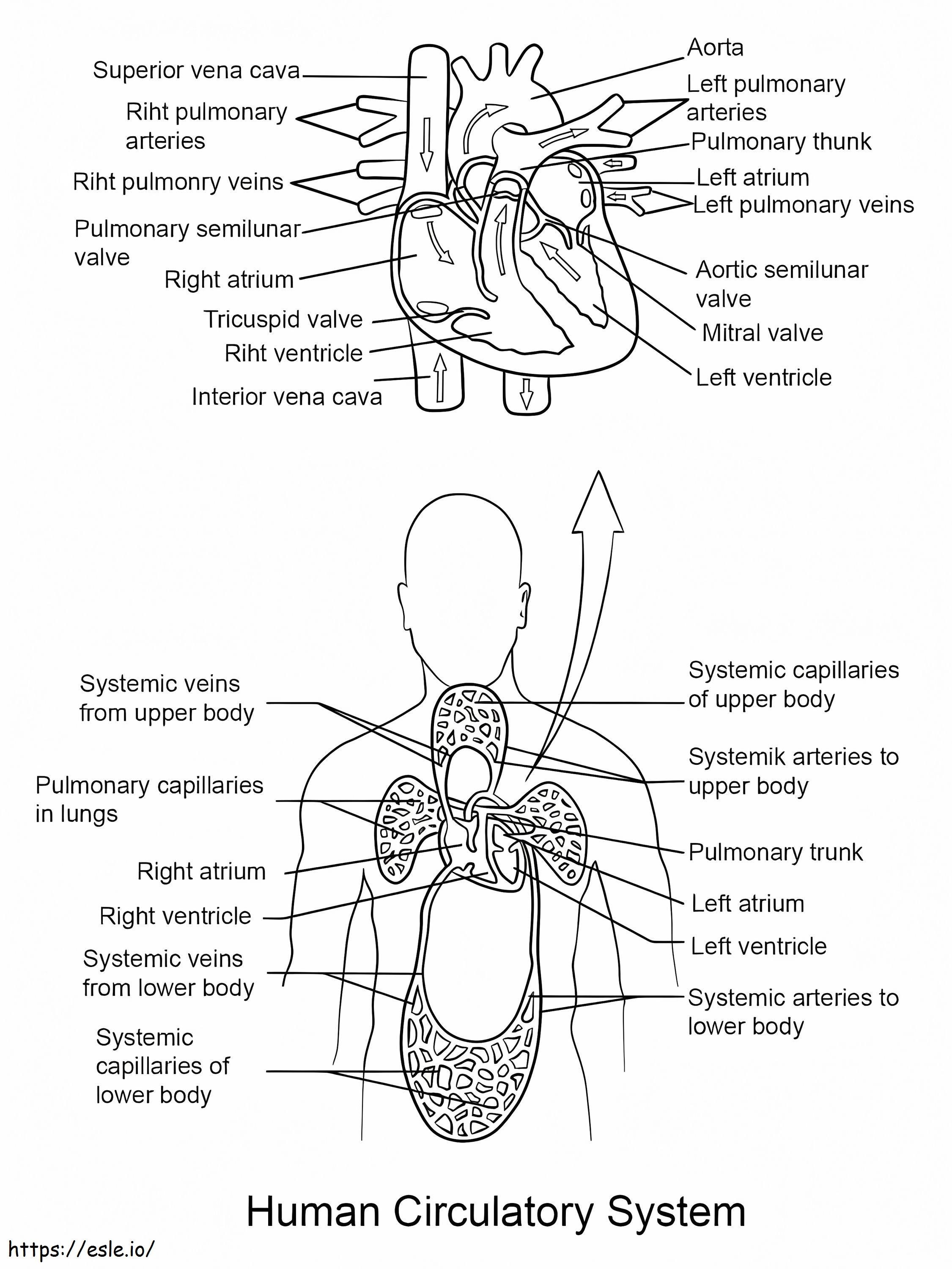 Human circulatory system coloring page