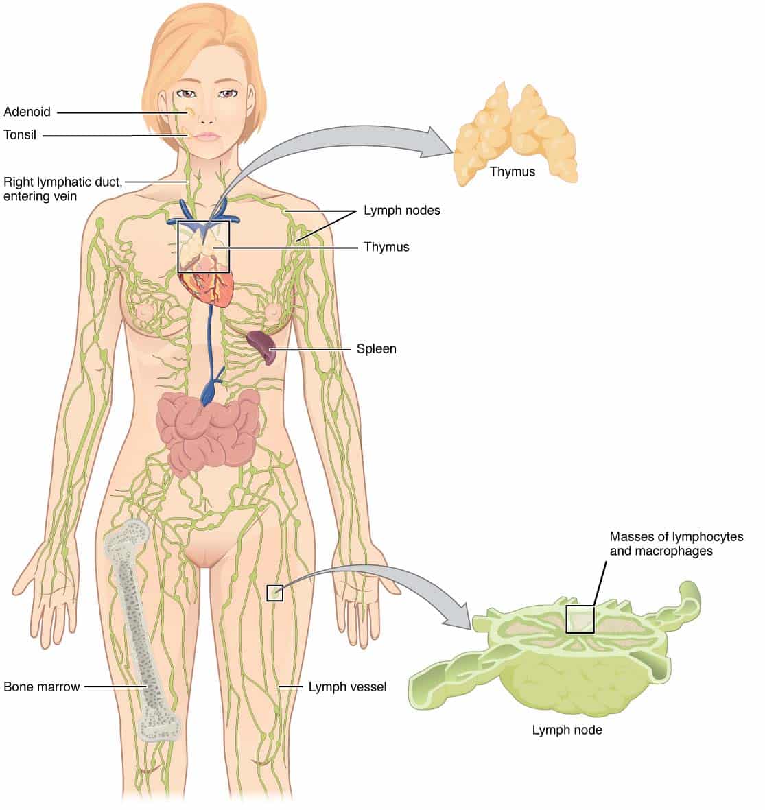 The lymphatic system
