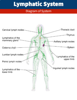 Lymphatic system diagram worksheet and handout human body systems