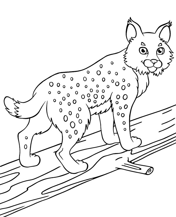 Bobcat coloring page with a lynx