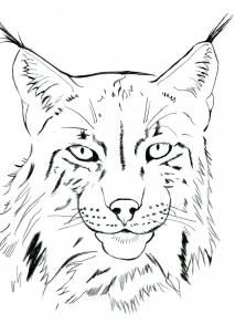 Lynx drawing